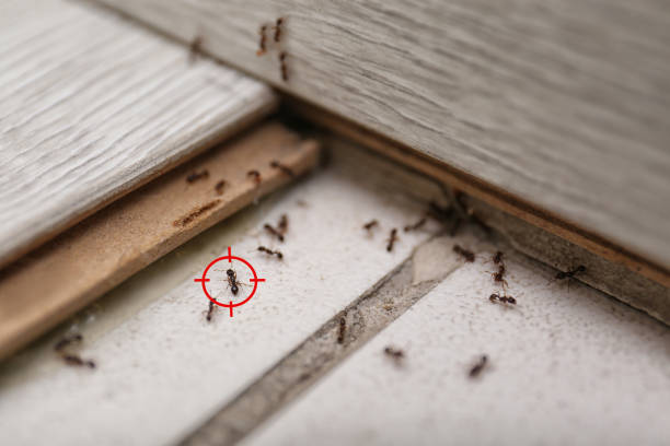 Professional Pest Control in Pilot Point, TX
