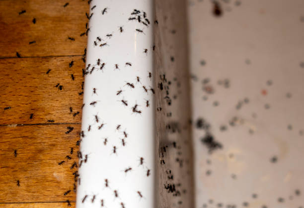 Best Commercial Pest Control Services  in Pilot Point, TX