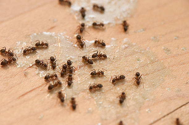 Best Affordable Pest Control Services  in Pilot Point, TX